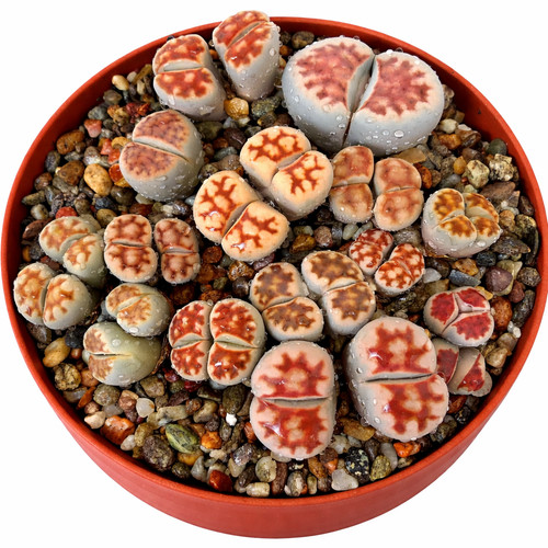Lithops karasmontana red - red, tops