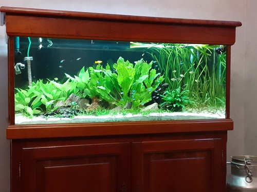 Meuble merisier aquarium - meuble, +aquarium