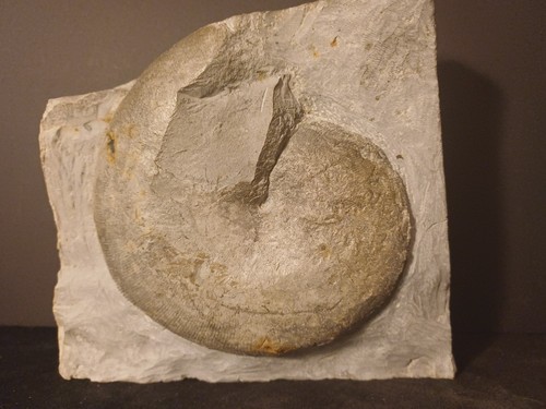 Ammonite phylloceras - phylloceras, sp