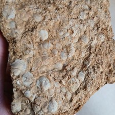 Bivalve, Pecten ? Fossiles France