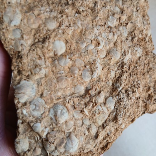 Bivalve pecten fossiles - bivalve,, ?