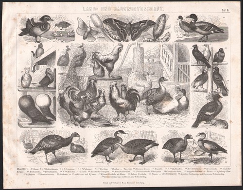 1870 gravure originale - gravure,