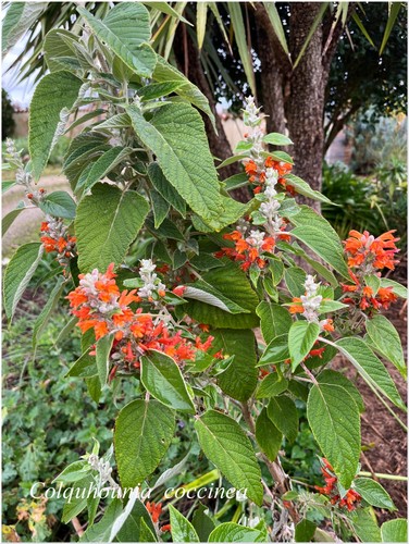 Colquhounia coccinea menthe - coccinea, °