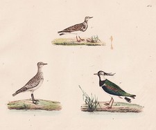 Kiebitz Kiebitze Steinwälzer