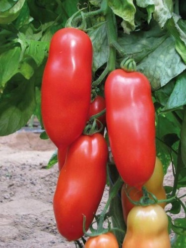 Lot graines de tomates - 10,