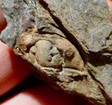 TRILOBITE ORDOVICIEN DE BRETAGNE , PRIONOCHEILUS