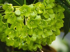 Green Wax Flower - Dregea