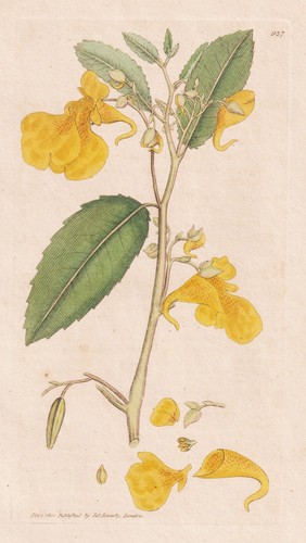 Impatiens noli tangere - noli, me