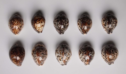 Cypraea tigris indonésie - d'indonésie,