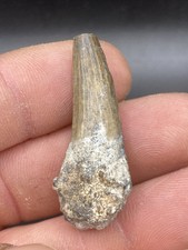 1,57''/ 4 cm  Suchomimus Tooth