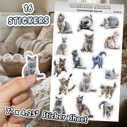 British shorthair cat - british,