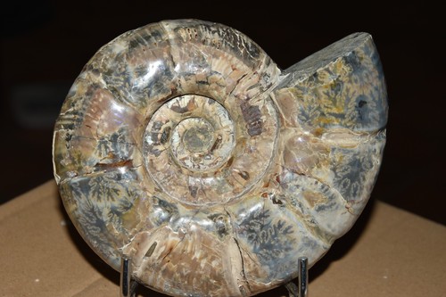 Grande ammonite puzosia - ammonite,