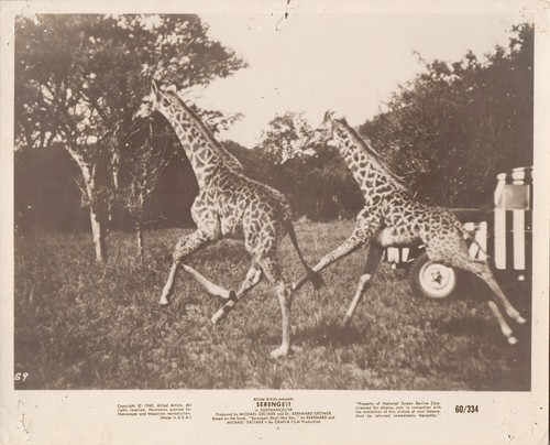 Photo ciné serengeti 1960 - photo,