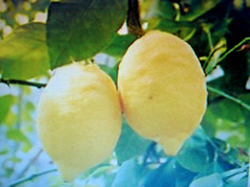 10 graines de citronnier Poncirus Trifoliata
