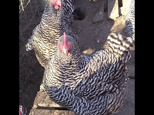 Poules races - poules, de