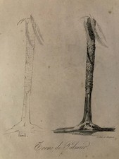 Très Belle Gravure Arbre Art