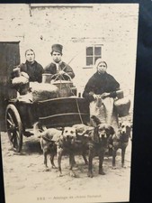 CAMPAGNE". ATTELAGE DE CHIENS FLAMAND".Vers 1910 ."Pas d'écriture"