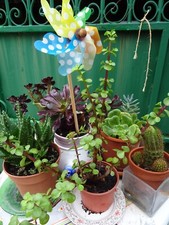   mignon crassula dans petit pot ==  se ramifie vite  apres rempotage 