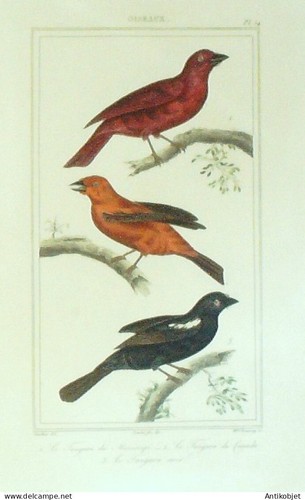 Gravure vauthier buffon - gravure, vauthier-buffon