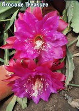 RARE Epiphyllum - Brocade