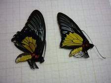 ENTOMOLOGIE- PAPILLON ORNITHOPTÈRES T RHADAMANTHUS PAIRE   A1 / AI  Malaisie