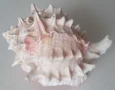 Coquillage MUREX Muricidae