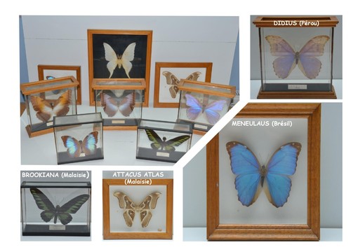 Collection papillons