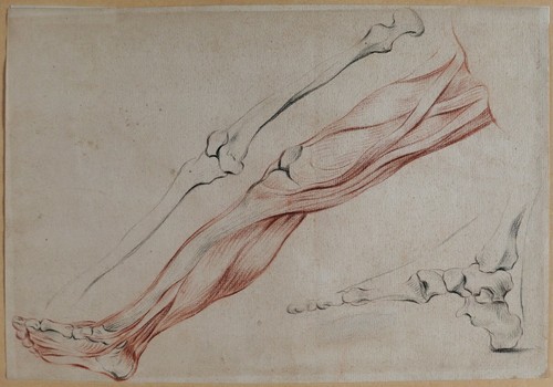 Dessin ancien corps humain - ancien,