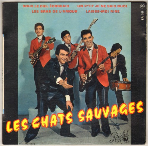 Les chats sauvages sous le - chats,