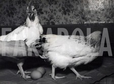 Photo De Presse Vintage