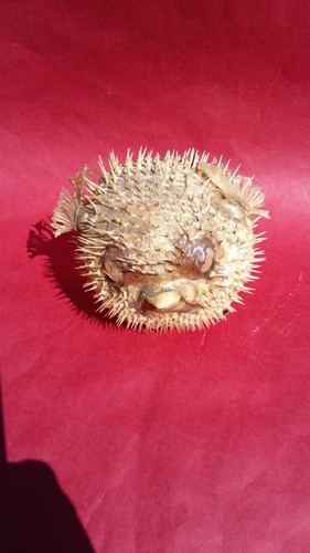 Diodon poisson lune porc - diodon, lune,