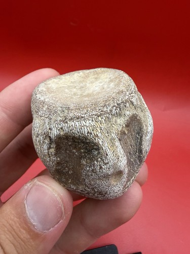Rare texas mosasaur - mosasaur, vertebra