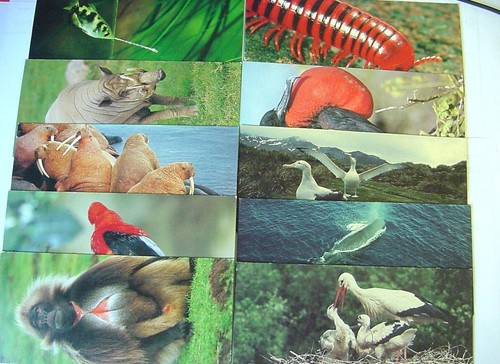 Cartes postales nestle - cartes,