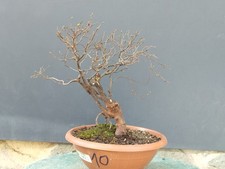 Bonsaï orme champêtre en pot 36 x 13 cm plante articulée arbre pré bonsaï orm...