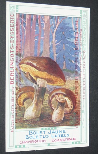 Chromo 1900 1914 berlingots - chromo,