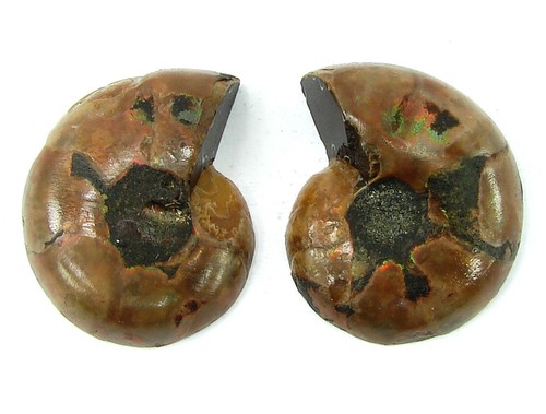 108 ammonite naturelle - ammonite,