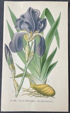 Botanique Iris d’Allemagne Iris germanica Gravure couleur de 1893 par Masclef