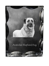 Chien Berger Anatolien -