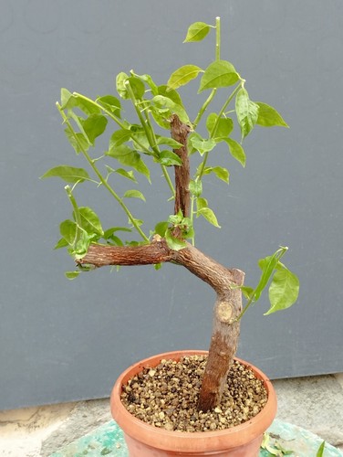 Bonsaï bougainvillier 23 - bougainvillier,