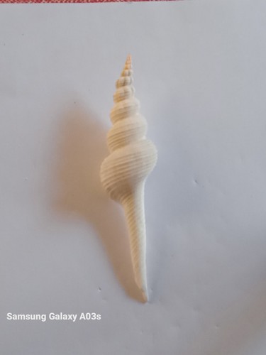 Coquillage collection - de,