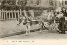 VICHY (03) attelage d'ane laitière Bourbonnaise gros plan