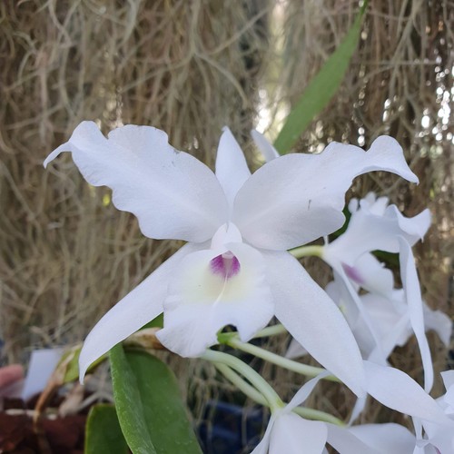 Cattleya skinneri alba - , var