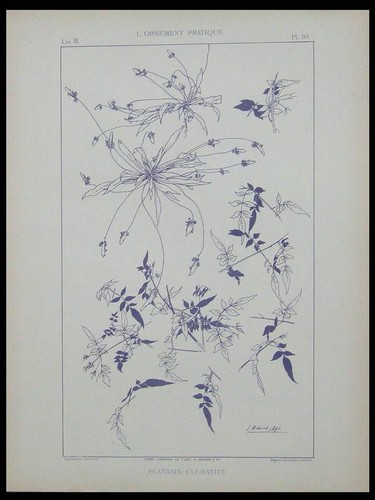 Plantain clematite habert - clematite,,