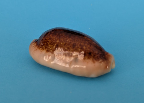 Cypraea caurica - , niger