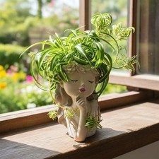 2 Rooted Spider Plant Cuttings