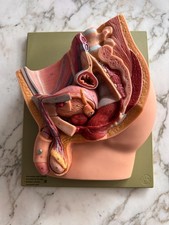 ÉCORCHÉ ANATOMIQUE DE MÉDECINE BASSIN DE L'HOMME PELVIS CABINET DE CURIOSITÉS