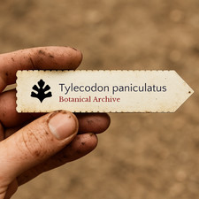Tylecodon paniculatus seeds - tylecodon,
