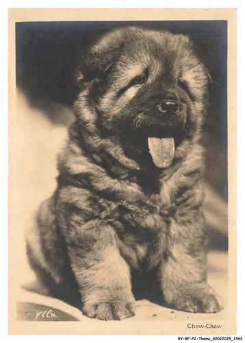Bfp2 1067 chien chow - by-bfp2-1067-chien, chow-chow