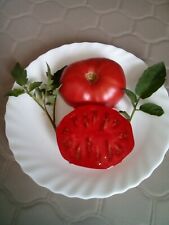 25 graines de tomate Chianti rose non traitée