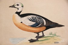 Gravure ancienne colorée